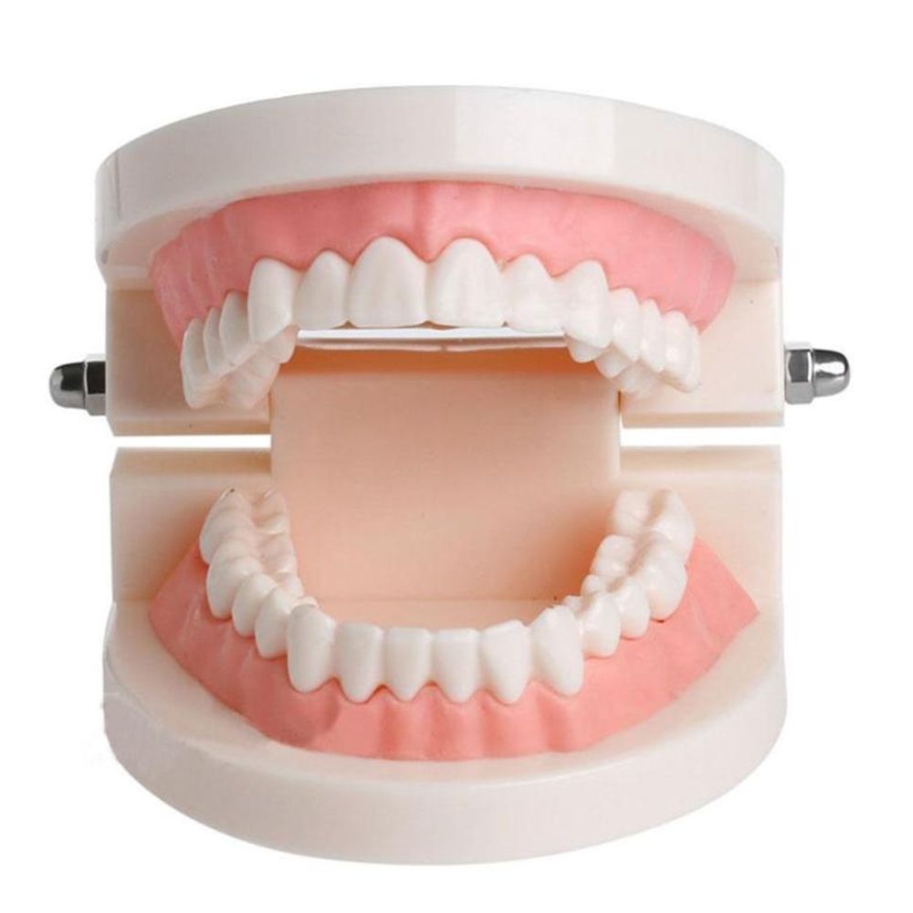 Medical Lab Study - Modelo de Dentes Tipodonto para Demonstração