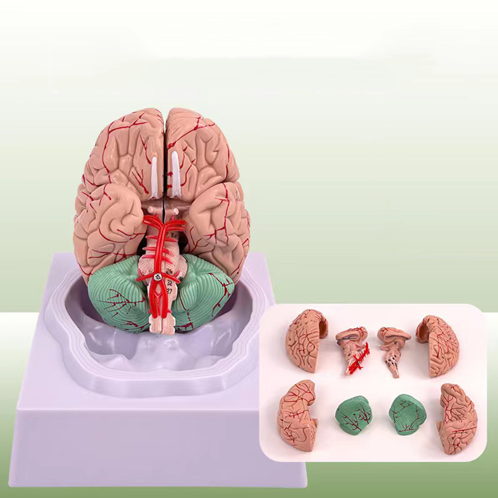 Medical Lab Study - Tamanho real humano pessoas cérebro área