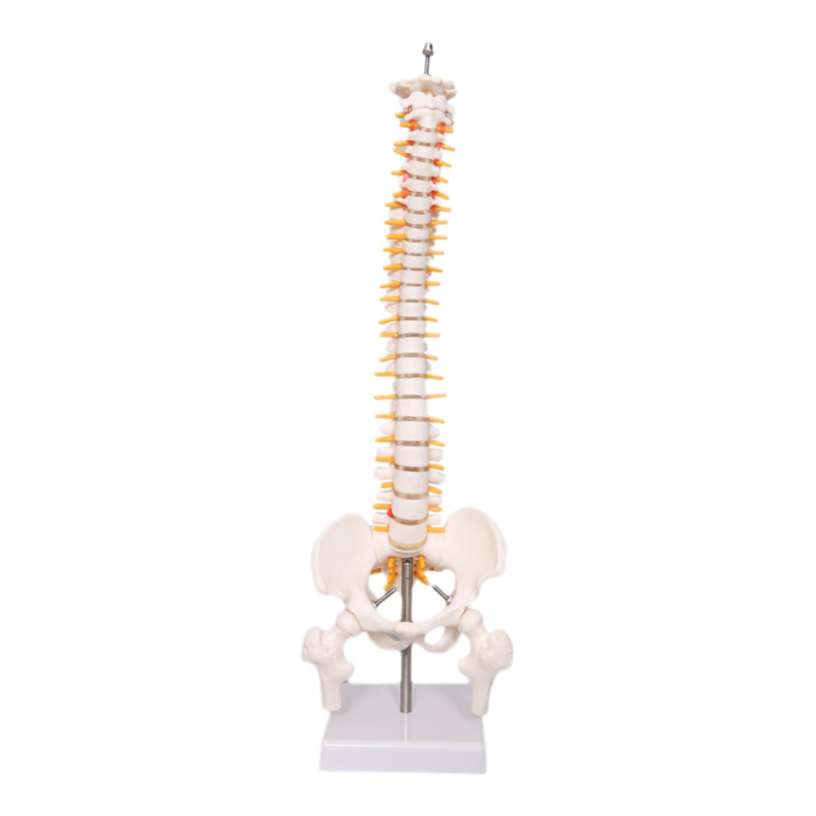 Modelo de Coluna Vertebral par - Medical Lab Study avaliação e preço