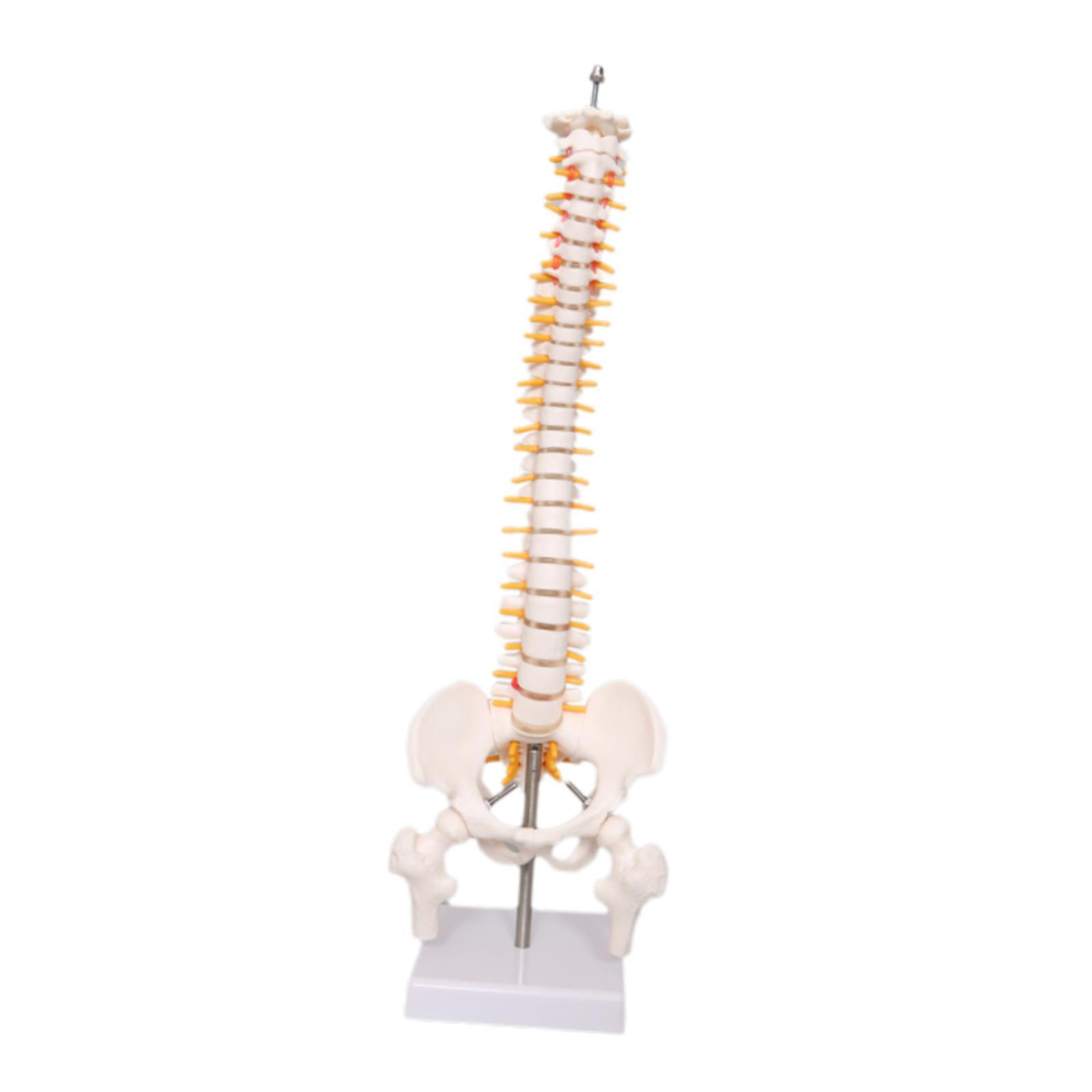 Modelo de Coluna Vertebral par - Medical Lab Study avaliação e preço