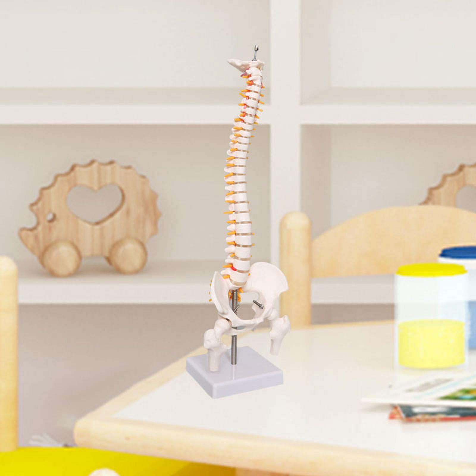 Modelo de Coluna Vertebral par - Medical Lab Study avaliação e preço