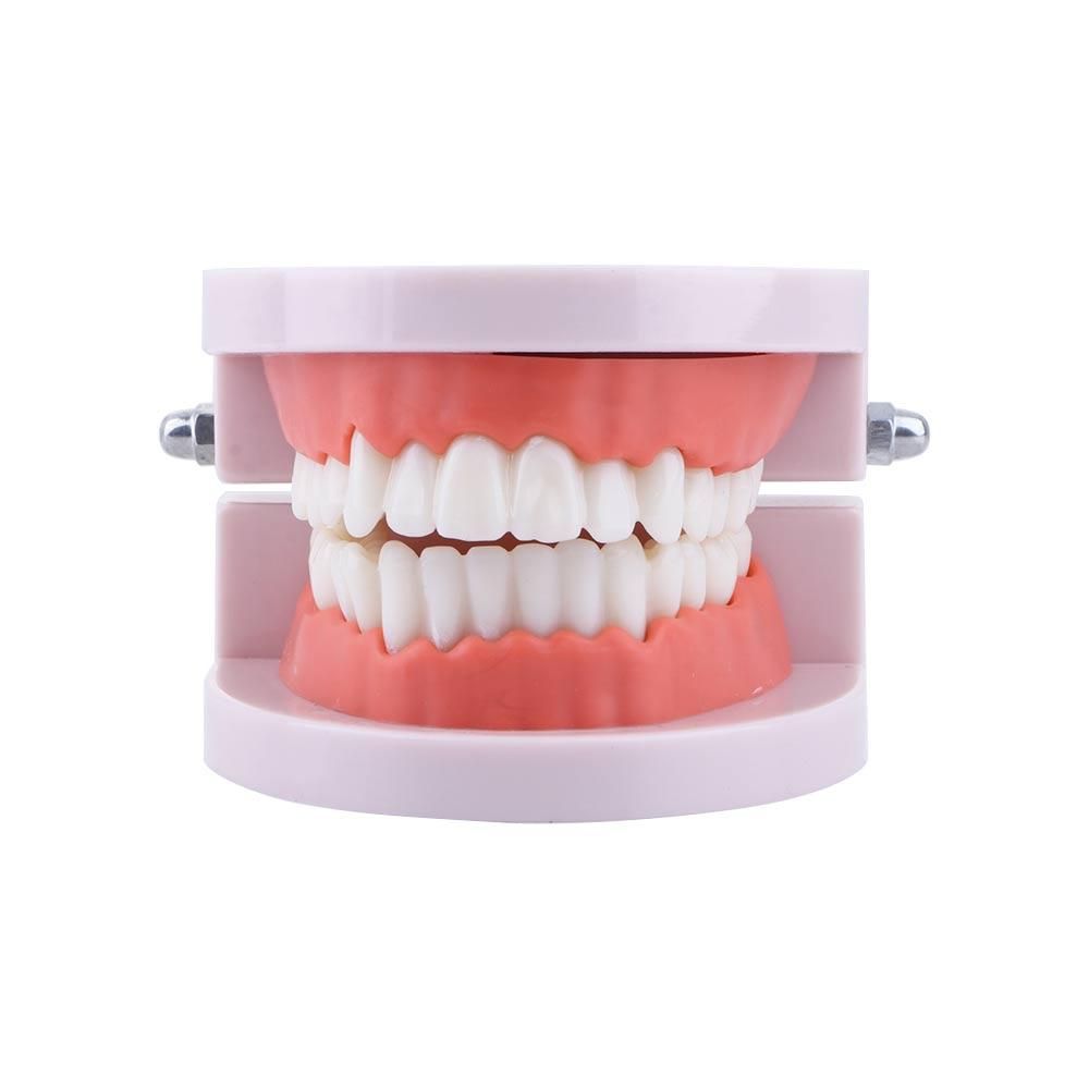 Modelo de Dentes Tipodonto par - Medical Lab Study avaliação e preço