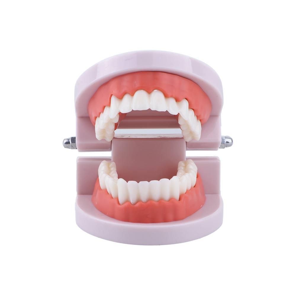 Modelo de Dentes Tipodonto par - Medical Lab Study avaliação e preço