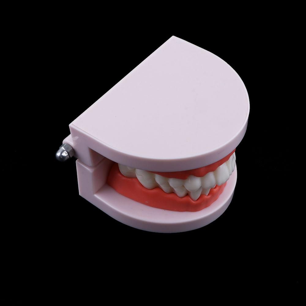Modelo de Dentes Tipodonto par - Medical Lab Study avaliação e preço