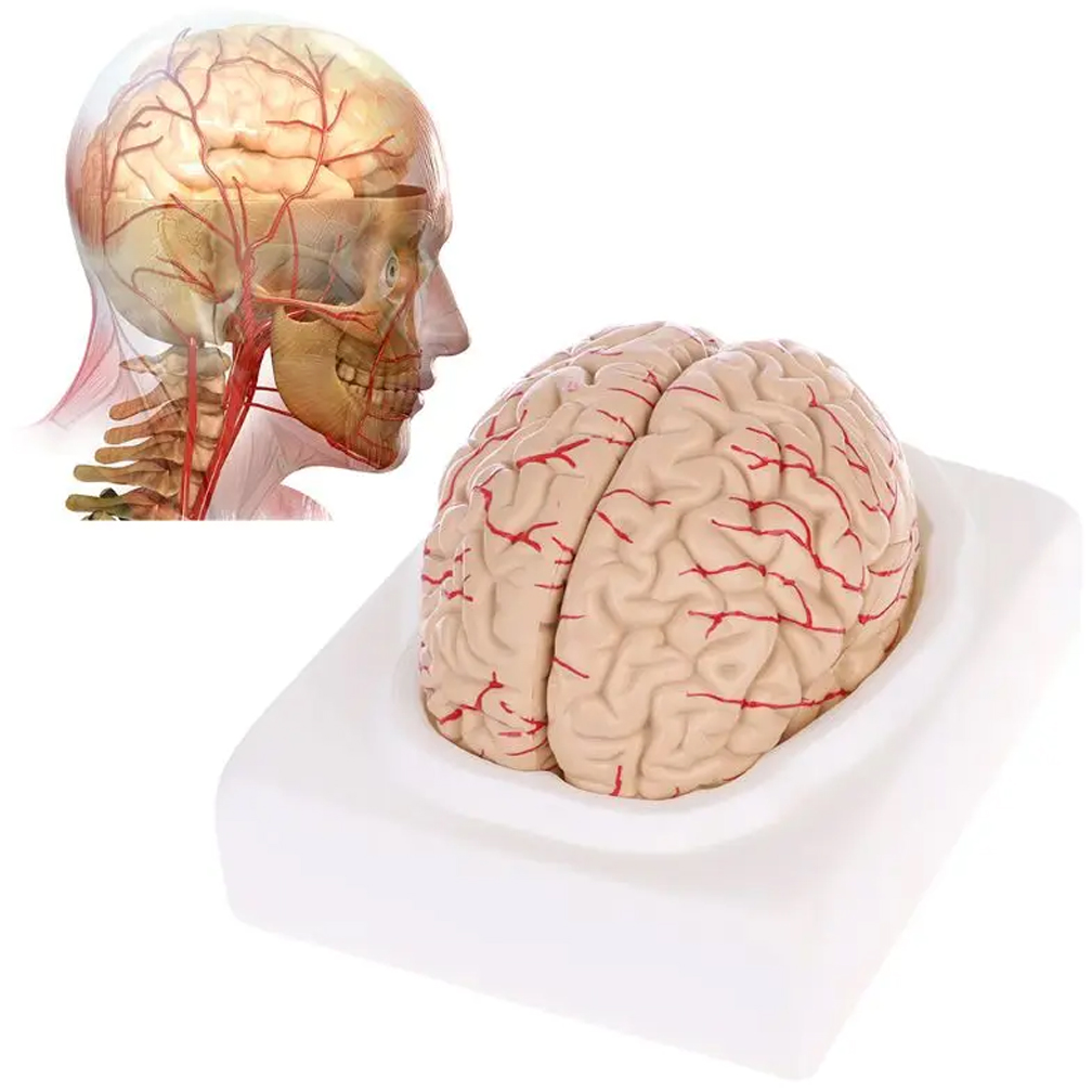 Modelo de Anatomia do Cérebro  - Medical Lab Study avaliação e preço