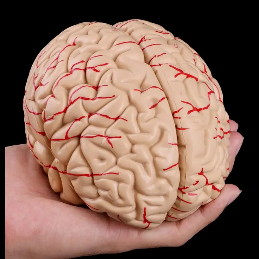 Modelo de Anatomia do Cérebro  - Medical Lab Study avaliação e preço