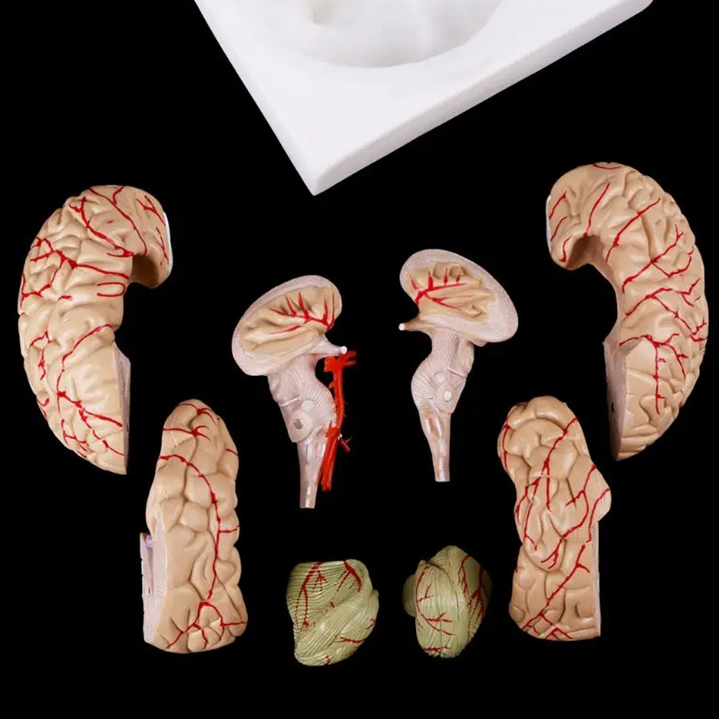 Modelo de Anatomia do Cérebro  - Medical Lab Study avaliação e preço