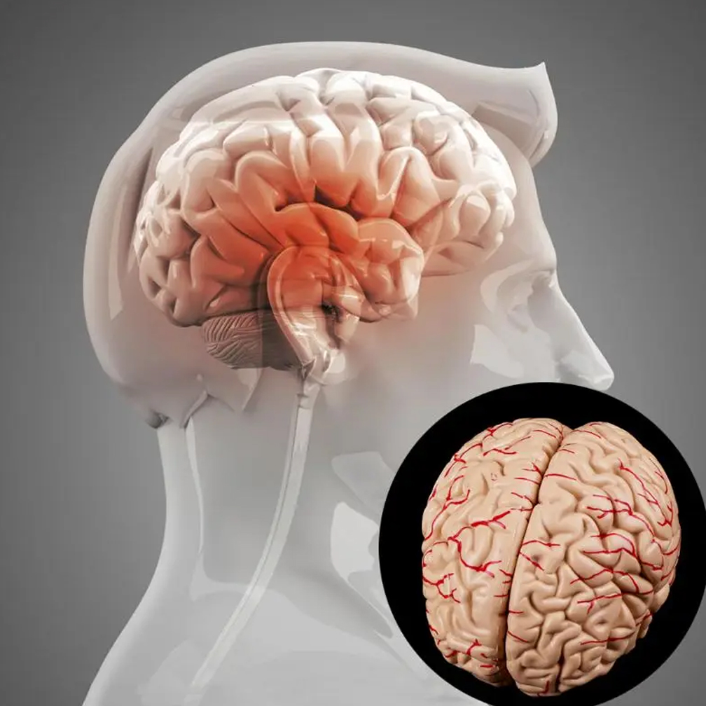 Modelo de Anatomia do Cérebro  - Medical Lab Study avaliação e preço