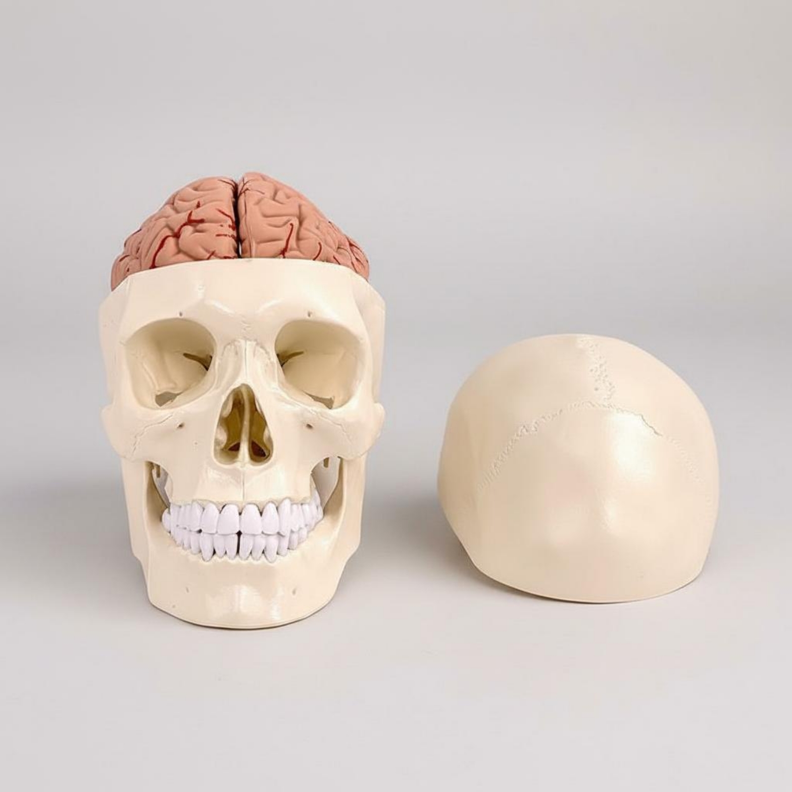 Modelo de Crânio Humano e Cére - Medical Lab Study avaliação e preço
