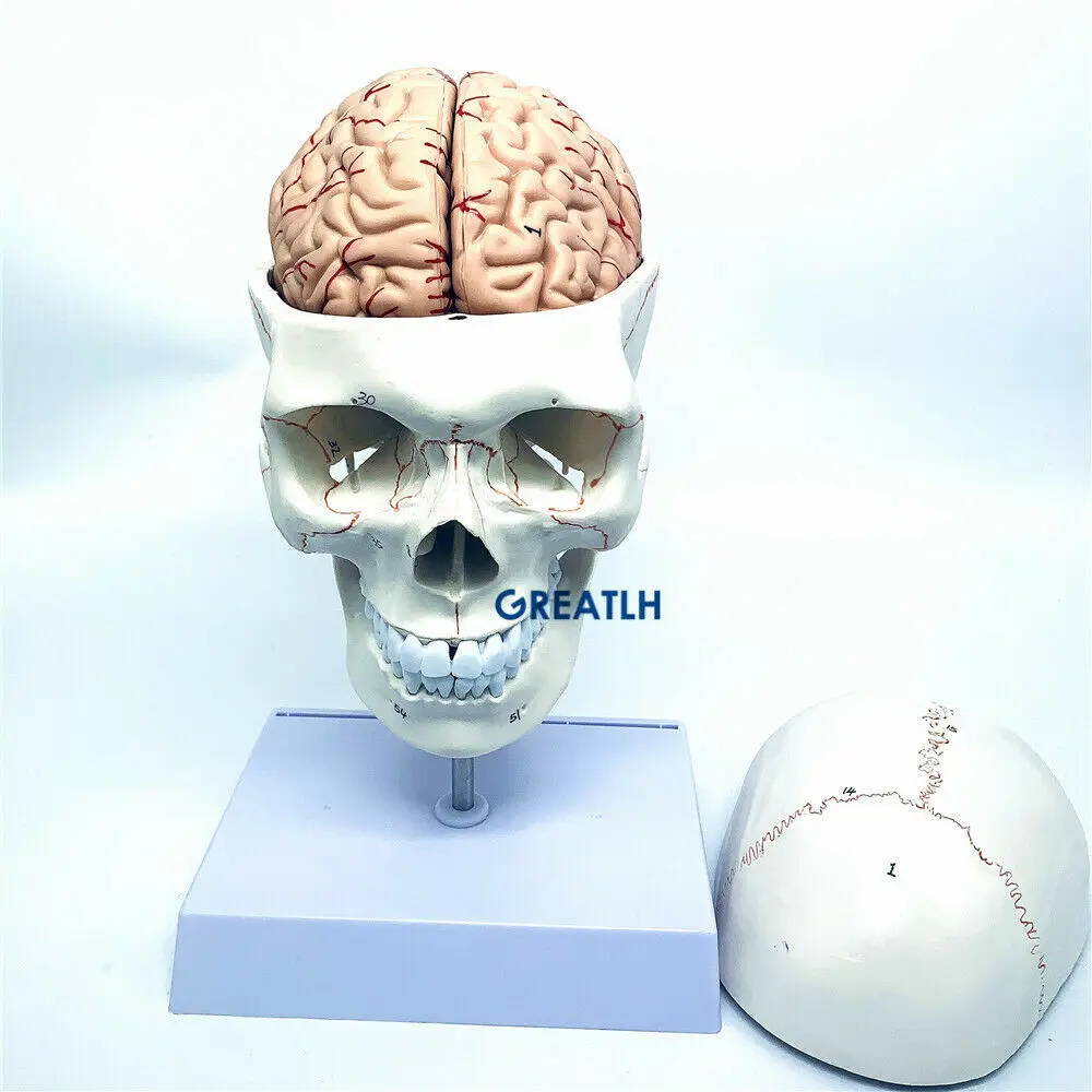 GREATLH Modelo Anatômico do Cé - Medical Lab Study avaliação e preço