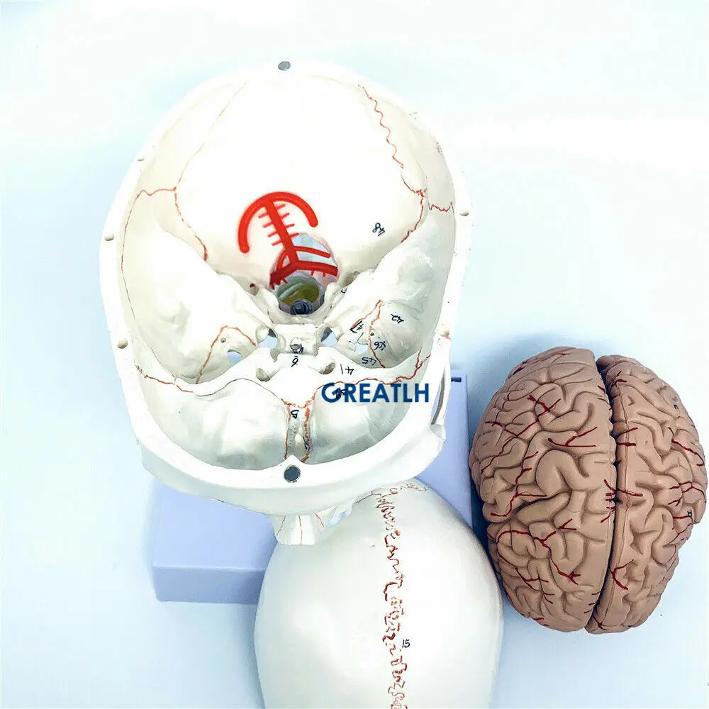 GREATLH Modelo Anatômico do Cé - Medical Lab Study avaliação e preço