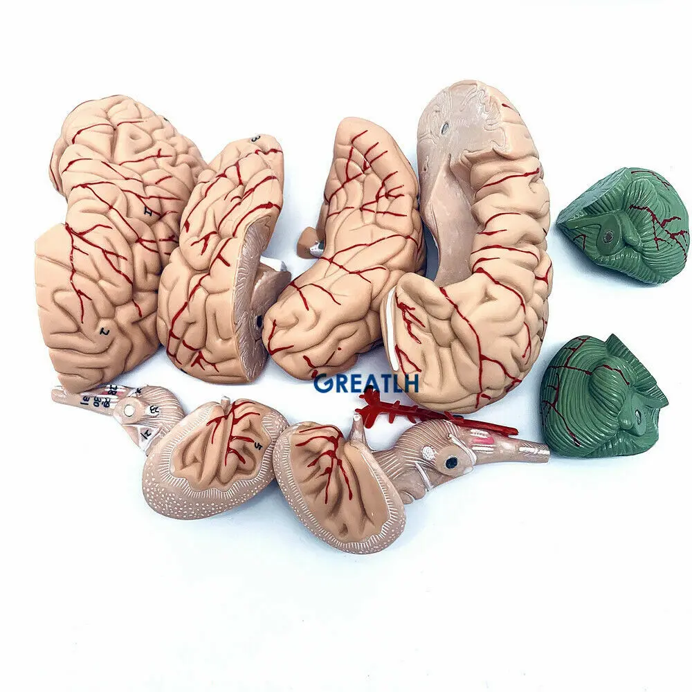 GREATLH Modelo Anatômico do Cé - Medical Lab Study avaliação e preço