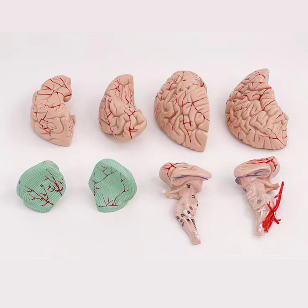 Tamanho real humano pessoas cé - Medical Lab Study avaliação e preço