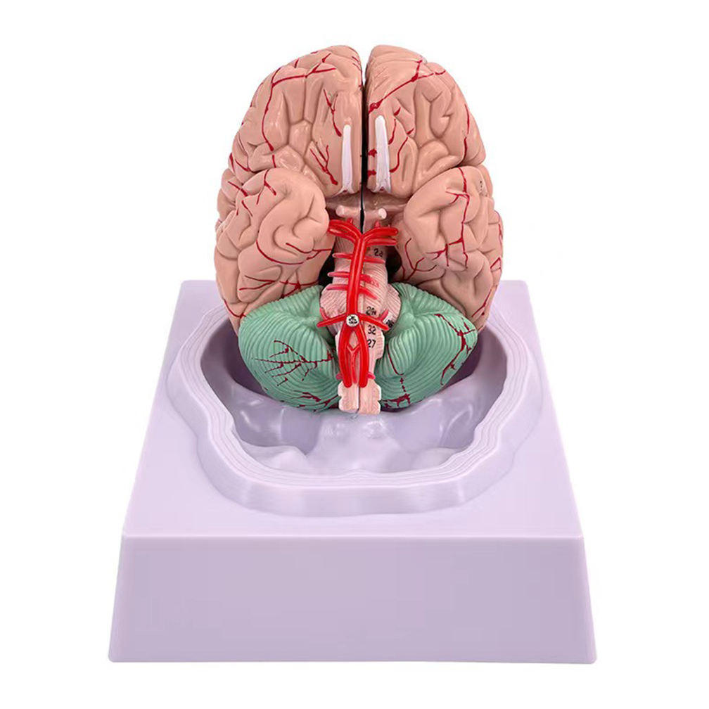 Tamanho real humano pessoas cé - Medical Lab Study avaliação e preço